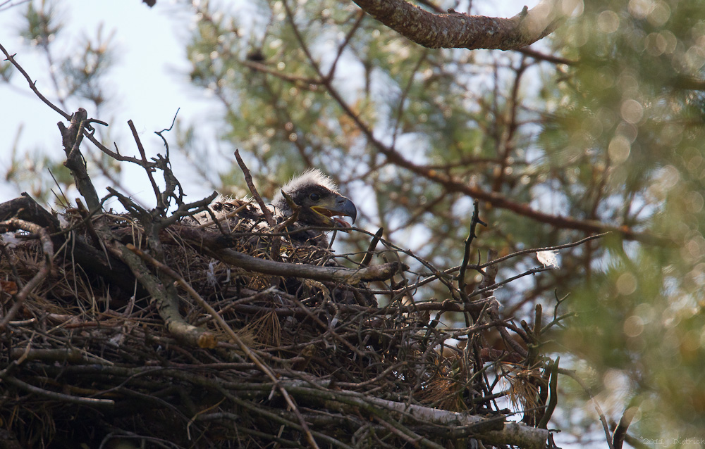 Nachwuchs bei Familie Seeadler