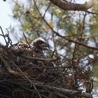 Nachwuchs bei Familie Seeadler