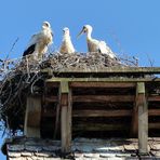 Nachwuchs bei Familie Storch.... 