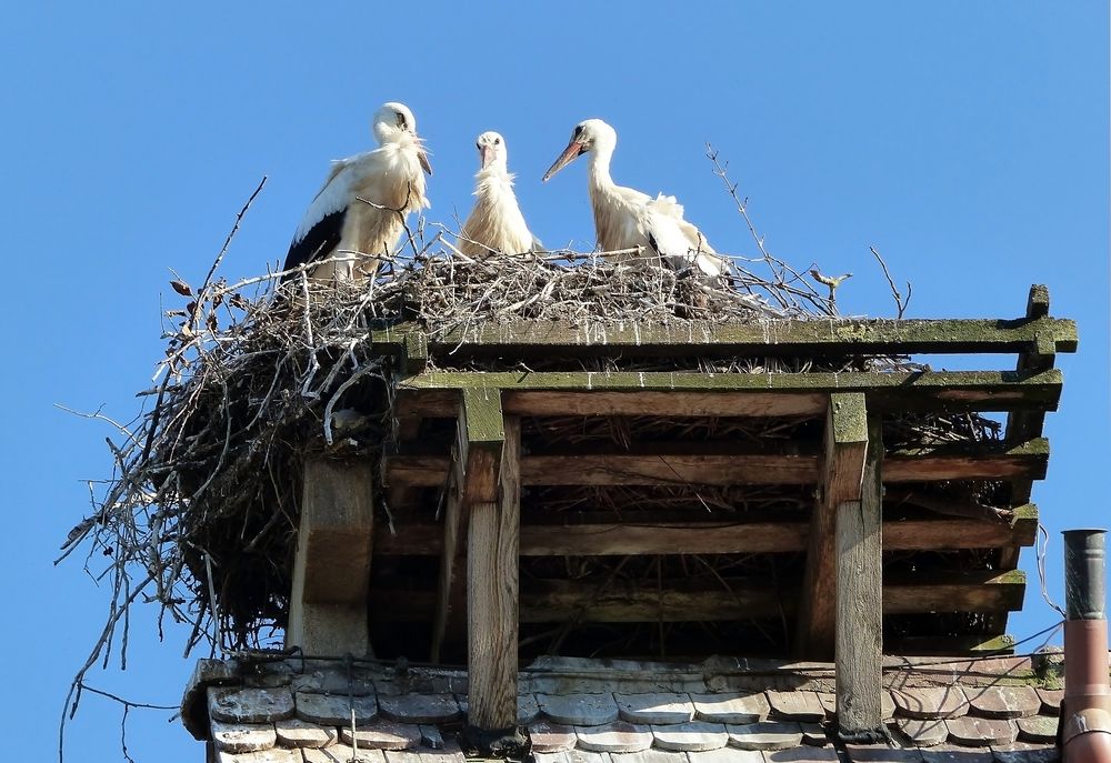 Nachwuchs bei Familie Storch.... 