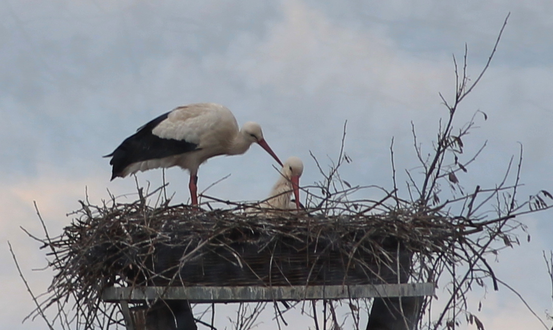 Nachwuchs bei Familie Storch???