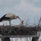 Nachwuchs bei Familie Storch???