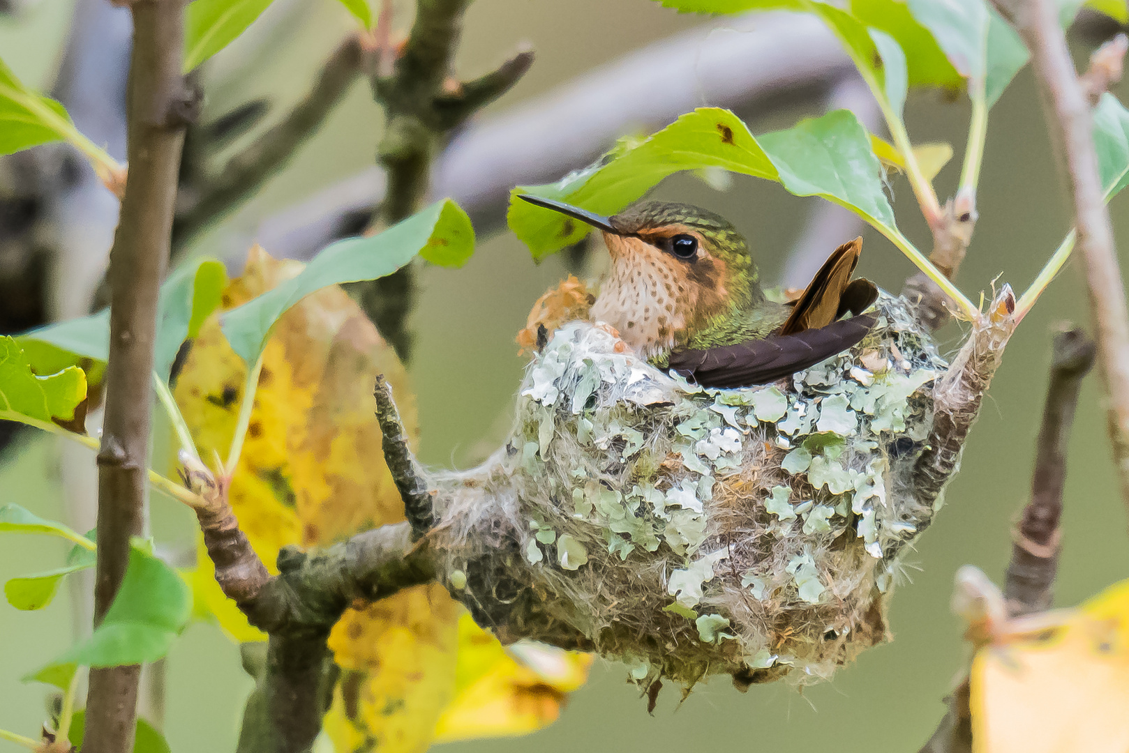 Nachwuchs bei Kolibris