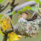 Nachwuchs bei Kolibris