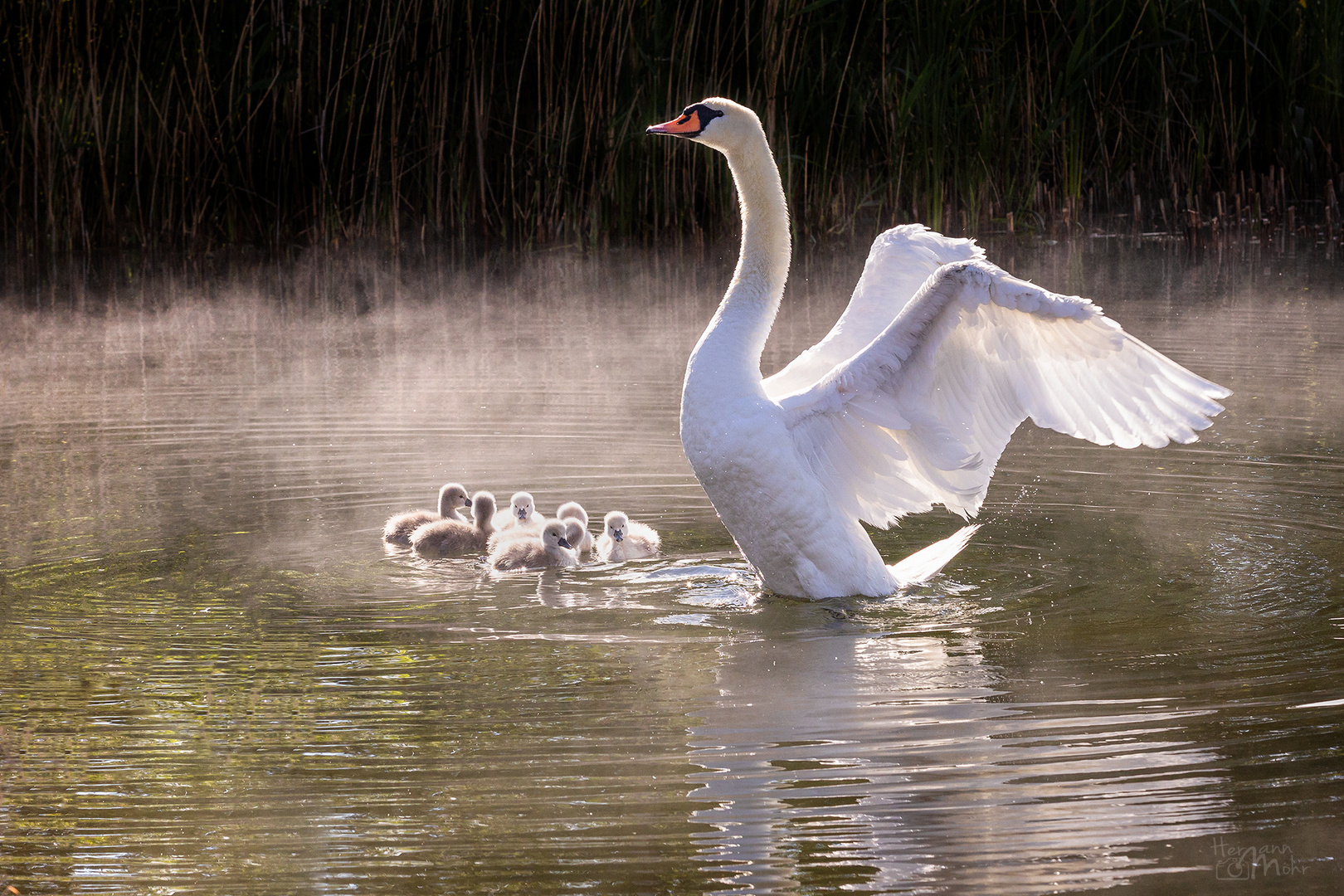 Nachwuchs bei Schwan & Co