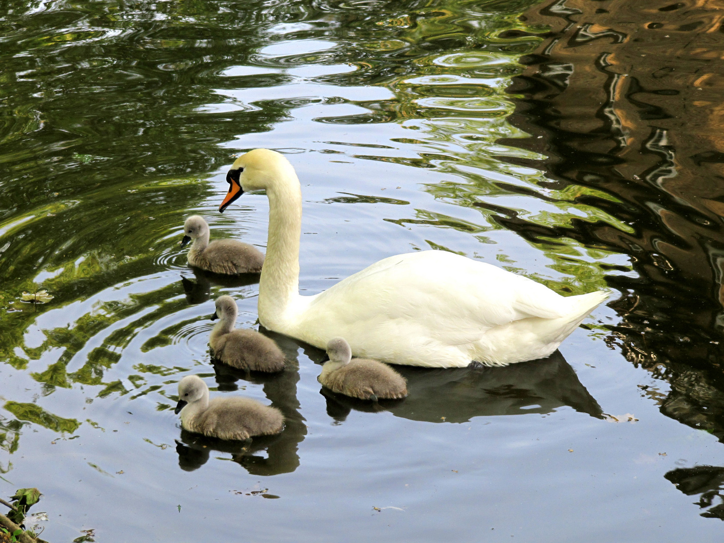 Nachwuchs bei Schwan's