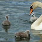 Nachwuchs bei Schwan's (1)