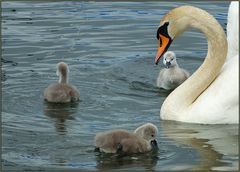 Nachwuchs bei Schwan's (1)