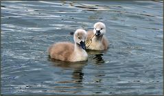 Nachwuchs bei Schwan's (2)