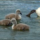 Nachwuchs bei Schwan's (3)