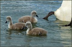 Nachwuchs bei Schwan's (3)