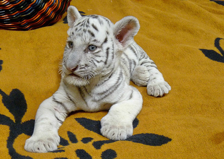 Nachwuchs bei unseren weissen Tigern