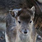 Nachwuchs beim Damwild