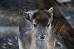 Nachwuchs beim Damwild