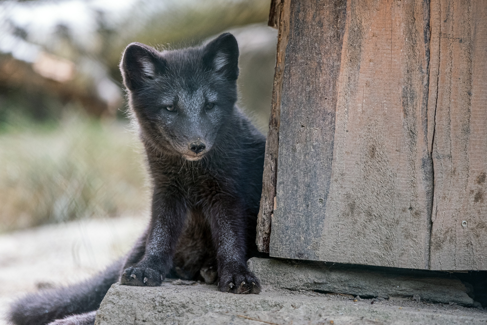 Nachwuchs beim Eisfuchs