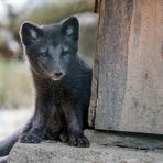 Nachwuchs beim Eisfuchs