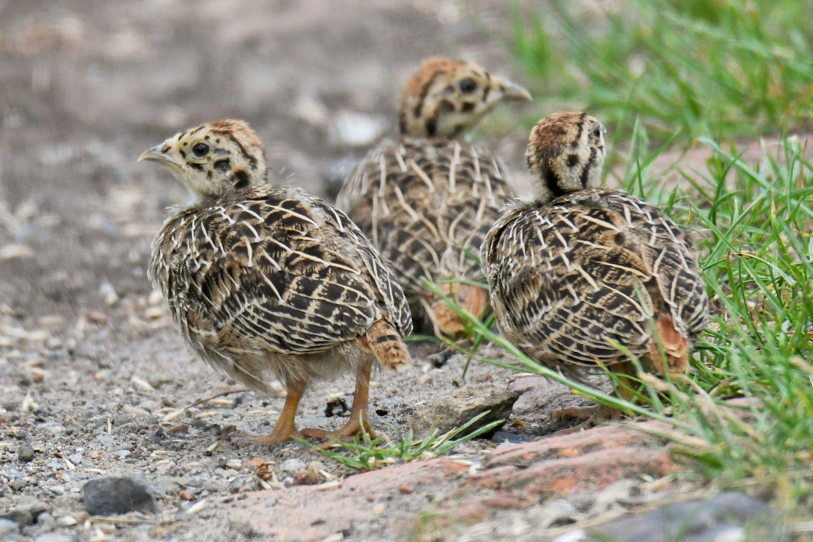 Nachwuchs beim Rebhuhn