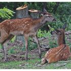 Nachwuchs beim Rotwild