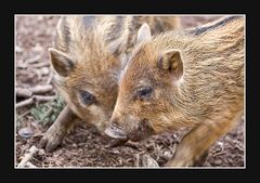 Nachwuchs beim Schwarzwild