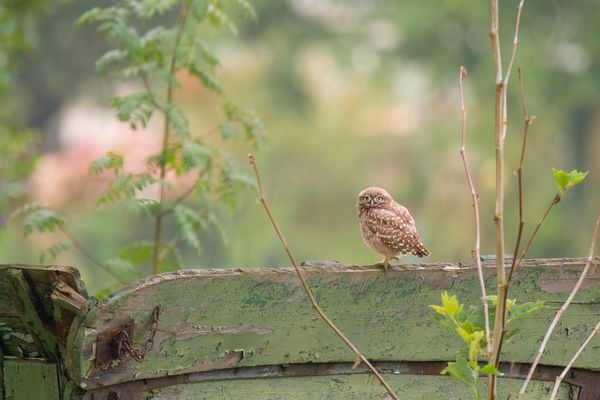 Nachwuchs beim Steinkauz
