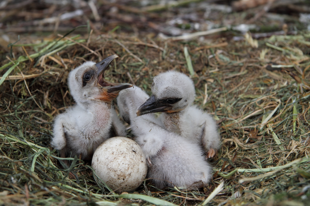 Nachwuchs beim Weißstorch