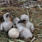 Nachwuchs beim Weißstorch