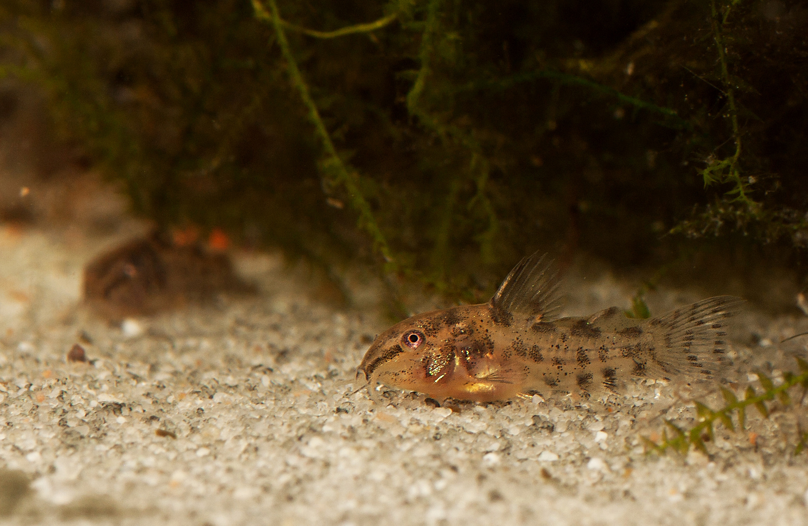 Nachwuchs Corydoras paleatus (Marmorierter Panzerwels)