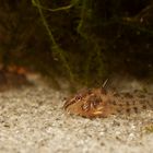 Nachwuchs Corydoras paleatus (Marmorierter Panzerwels)