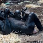 Nachwuchs der Bonobos Zwergschimpansen im Borgori - Wald #2