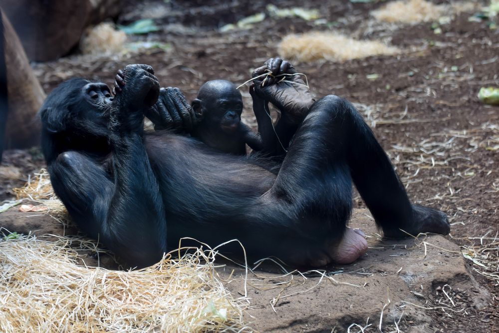 Nachwuchs der Bonobos Zwergschimpansen im Borgori - Wald #2