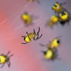 Nachwuchs der Garten Kreuzspinne Araneus diademotus