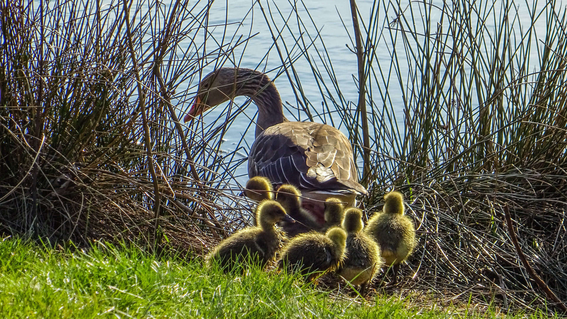 Nachwuchs der Graugänse am Dorfteich