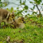 Nachwuchs der Kanadagänse