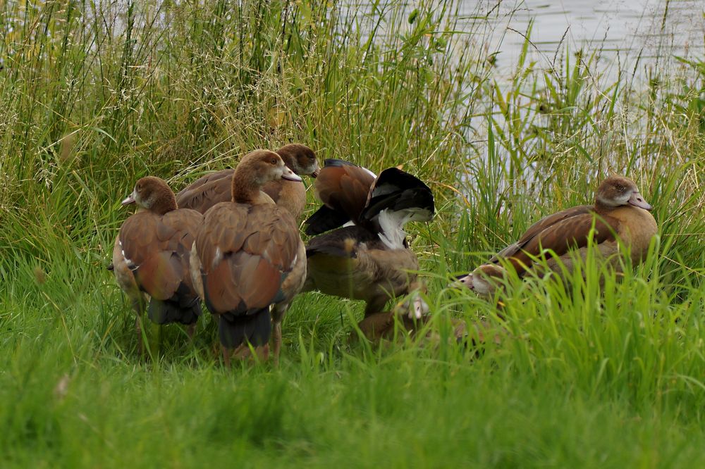 Nachwuchs der Nilgans