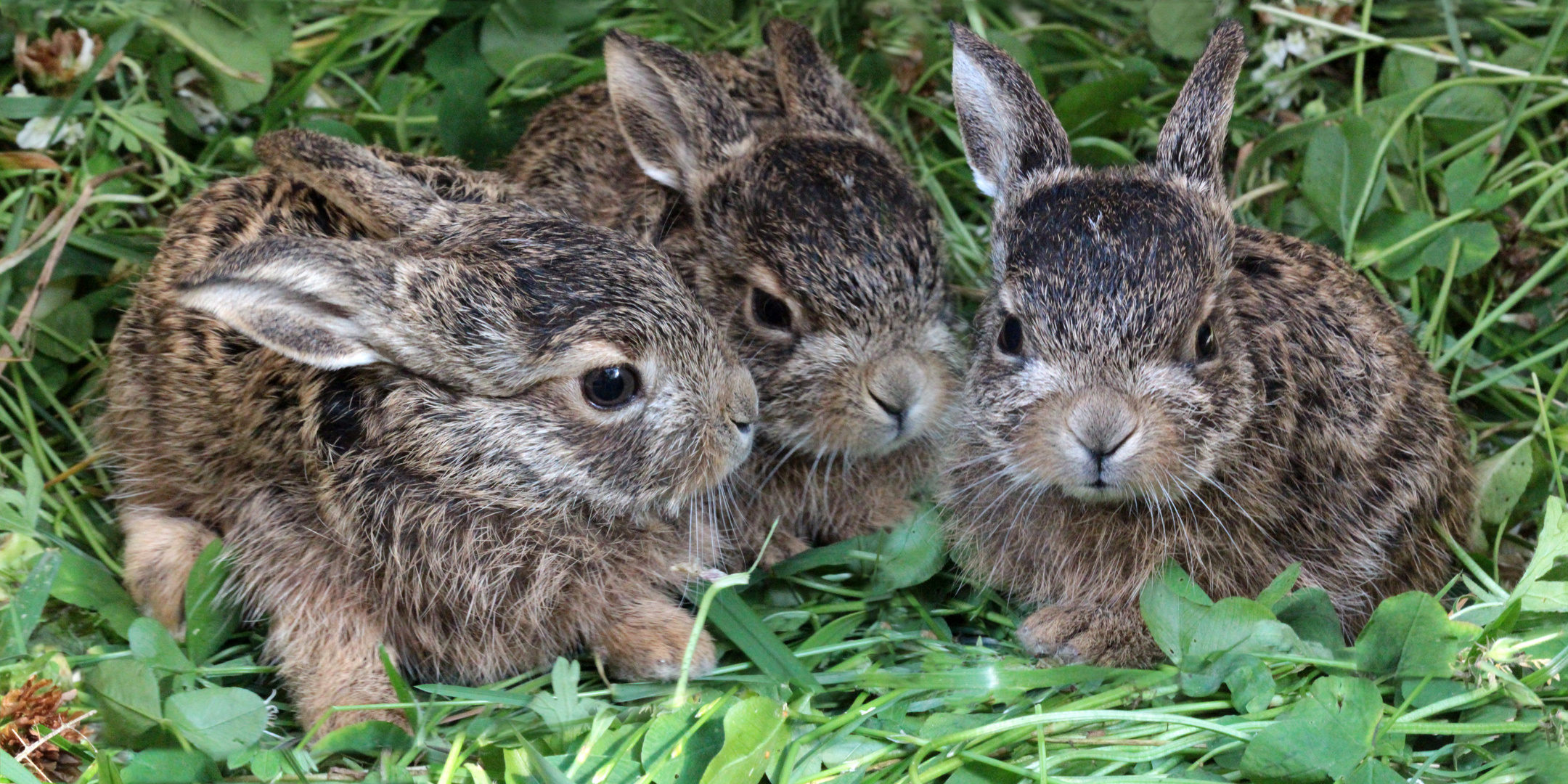 Nachwuchs für die Osterhasen-Company (Bild vom Frühling)