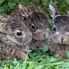 Nachwuchs für die Osterhasen-Company (Bild vom Frühling)