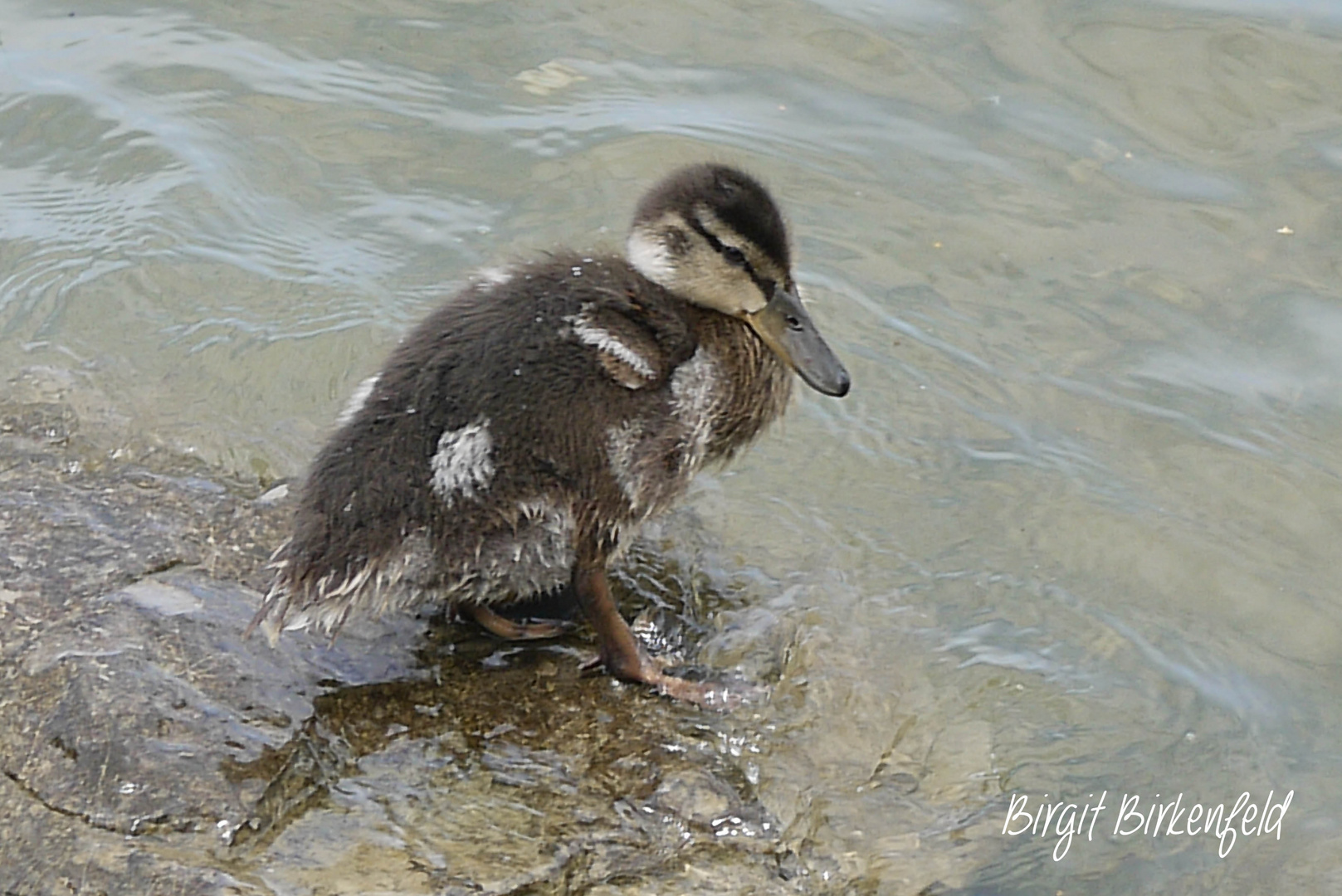 Nachwuchs im Ahnepark