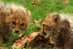 Nachwuchs im Allwetterzoo Münster