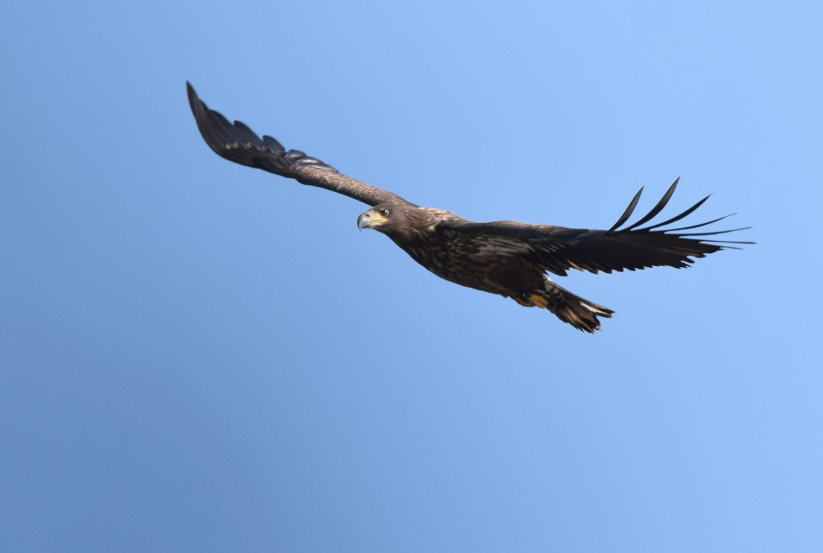 Nachwuchs im Anflug