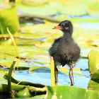 Nachwuchs im Botanischen Garten 