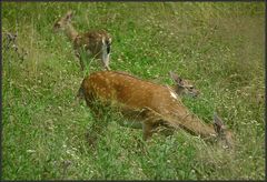 Nachwuchs im Doppelpack