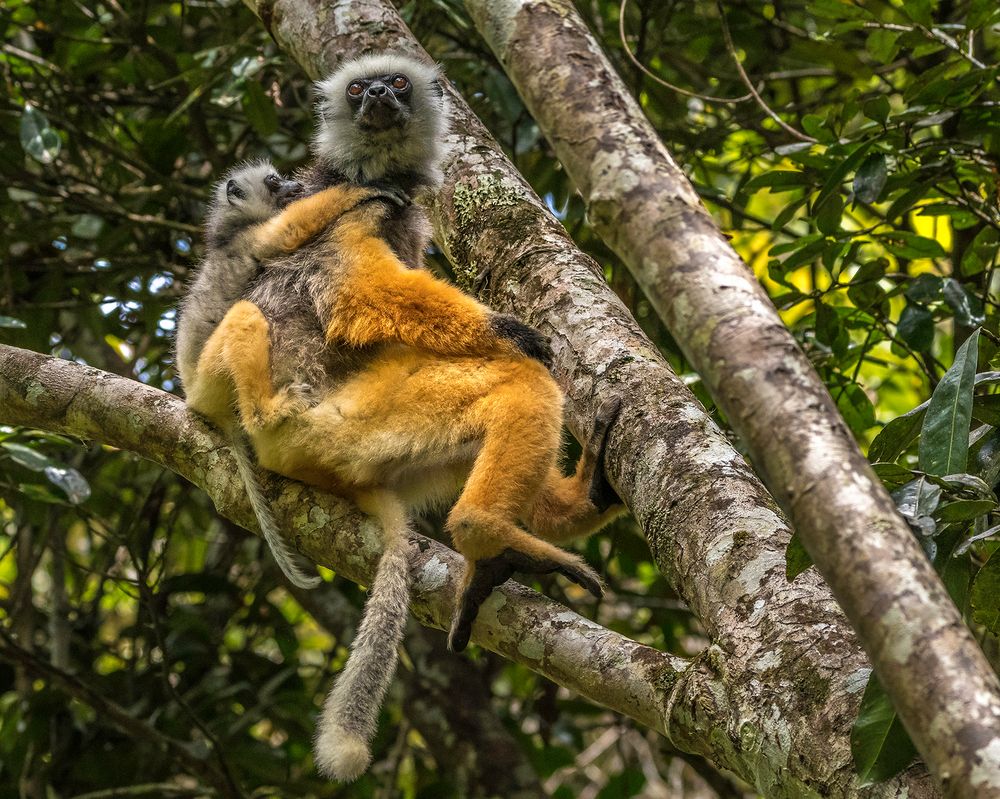 Nachwuchs im Dschungel Foto & Bild | africa, madagascar, eastern africa