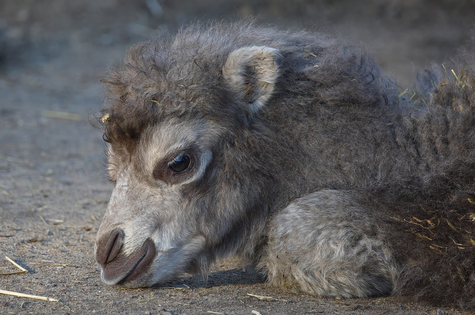 Nachwuchs im Duisburger Zoo