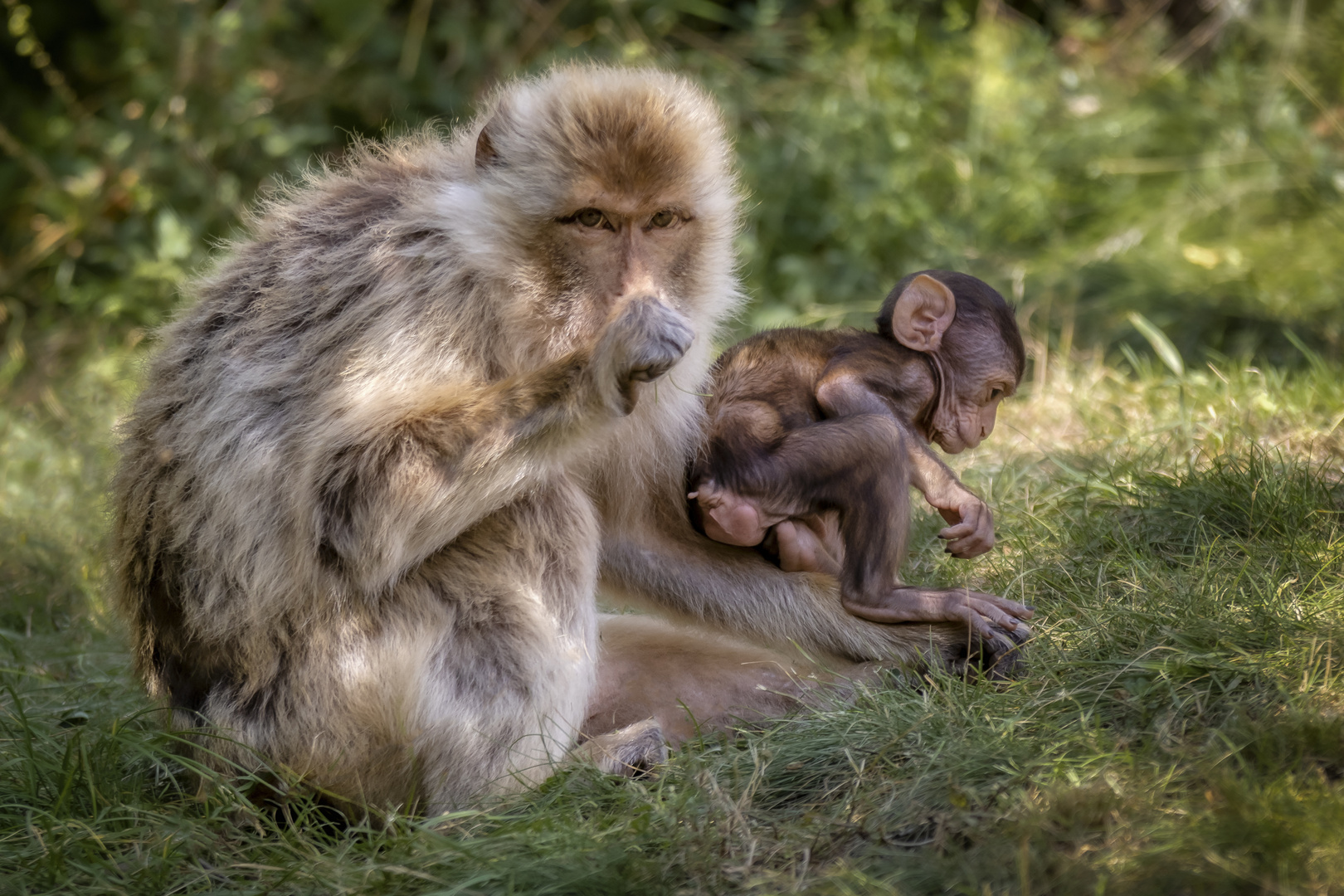 Nachwuchs im Erfurter Zoo