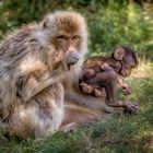 Nachwuchs im Erfurter Zoo