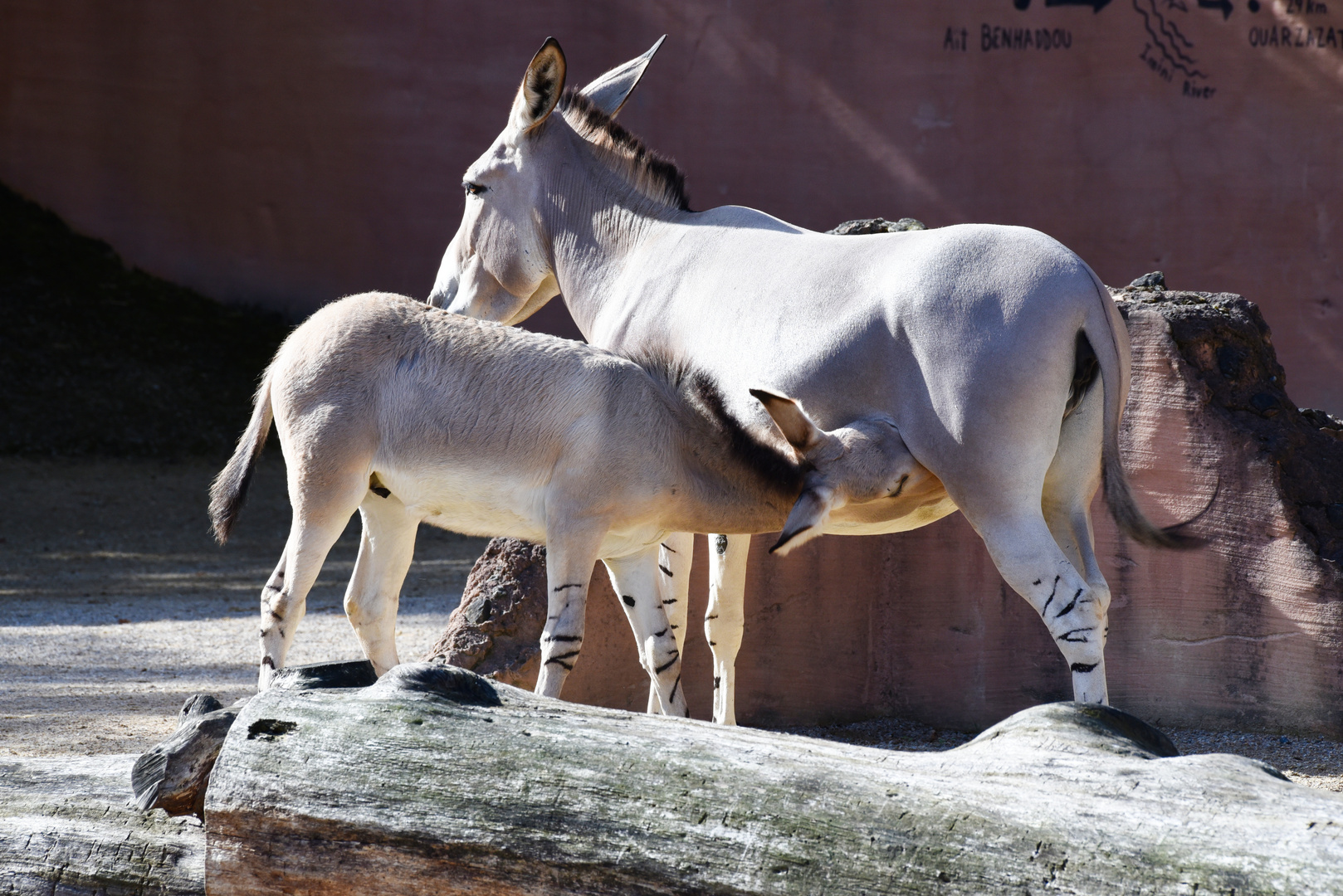 Nachwuchs im Erlebniszoo Hannover