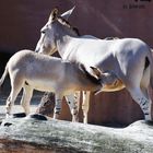 Nachwuchs im Erlebniszoo Hannover