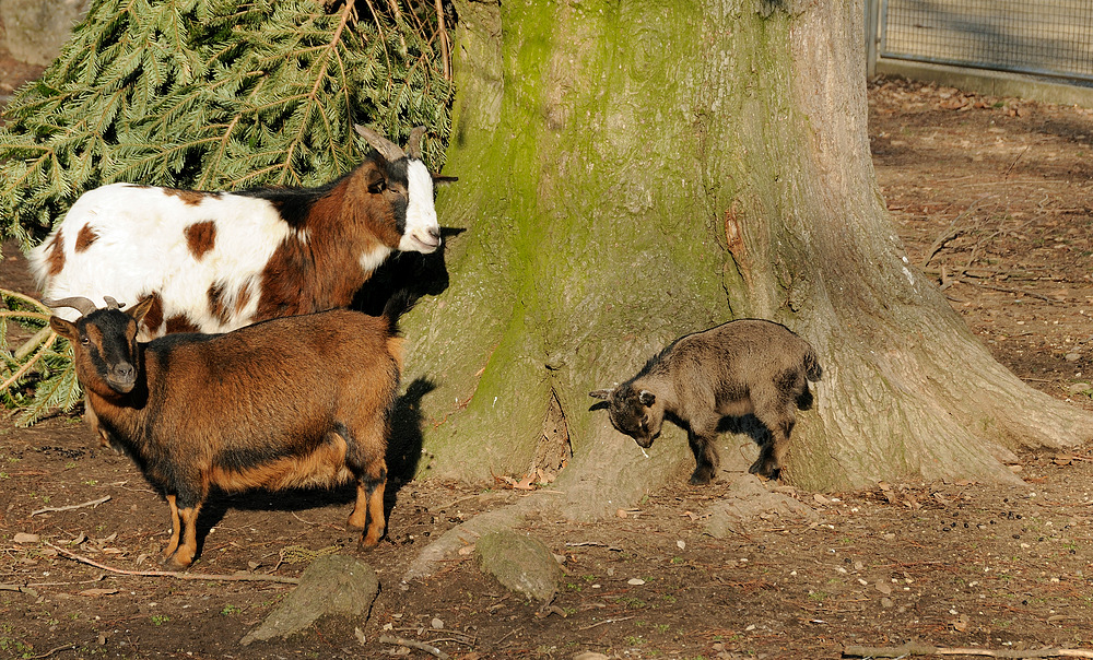 Nachwuchs im Erlenpark z´Basel