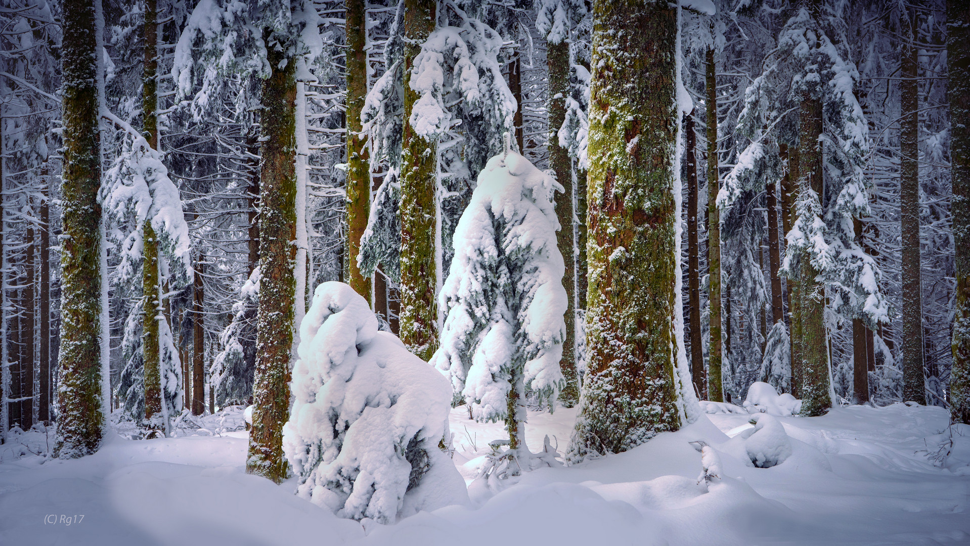 nachwuchs im feenwald