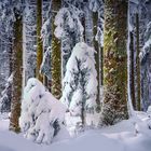 nachwuchs im feenwald